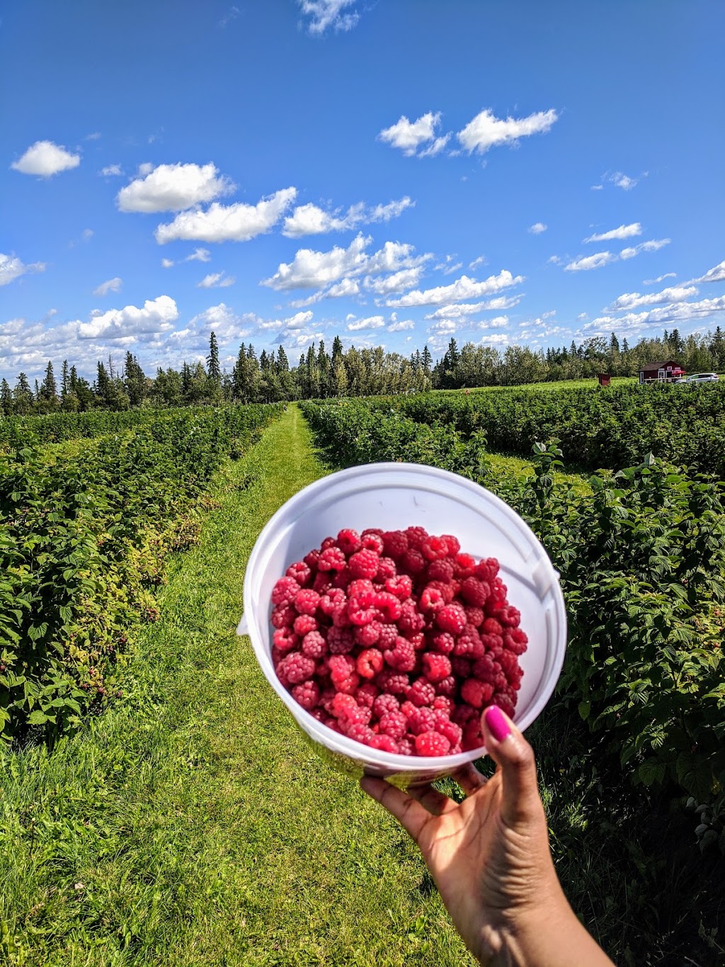 Horse Hill Berry Farm | 3203 211 Ave NE, Edmonton, AB T5Y 6P1, Canada | Phone: (780) 245-4930