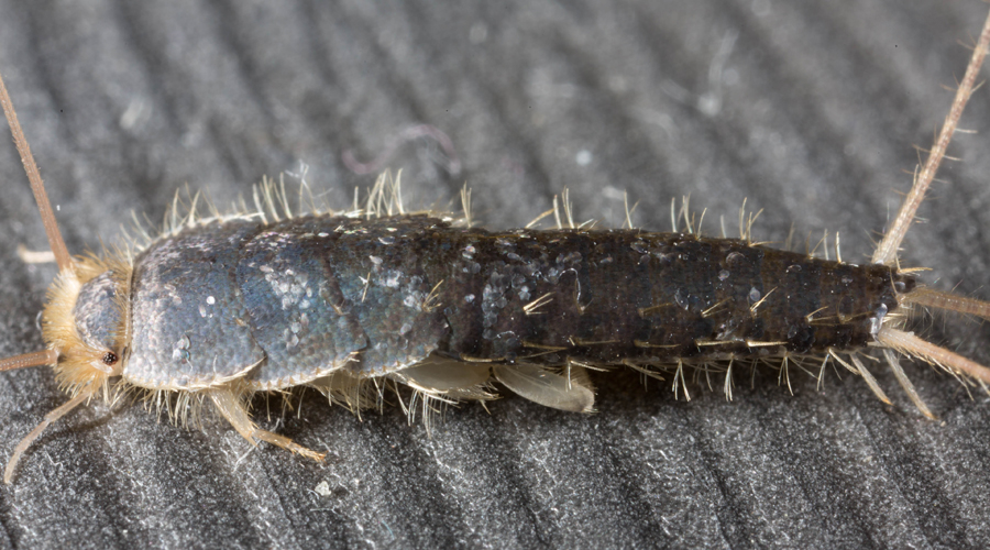 Pest Control Barrie | 454 Bayfield St, Barrie, ON L4M 5A2, Canada | Phone: (705) 812-1412