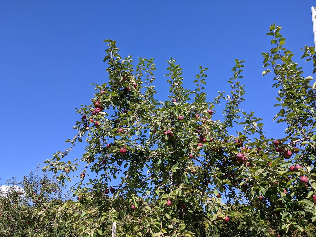 Pomme Delisle | 156 QC-138, Neuville, QC G0A 2R0, Canada | Phone: (418) 876-3745