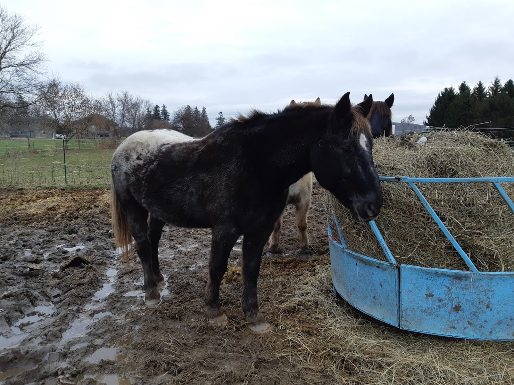 Sandhill Stables Horses Boarded | 1238 Snyders Rd E, Baden, ON N3A 3L3, Canada | Phone: (519) 634-8999