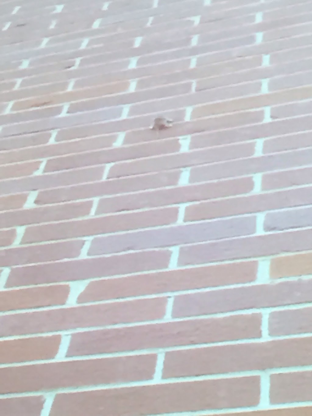 Miller Pest Control | 470 Robinson Rd, Ennismore, ON K0L 1T0, Canada | Phone: (866) 858-2152