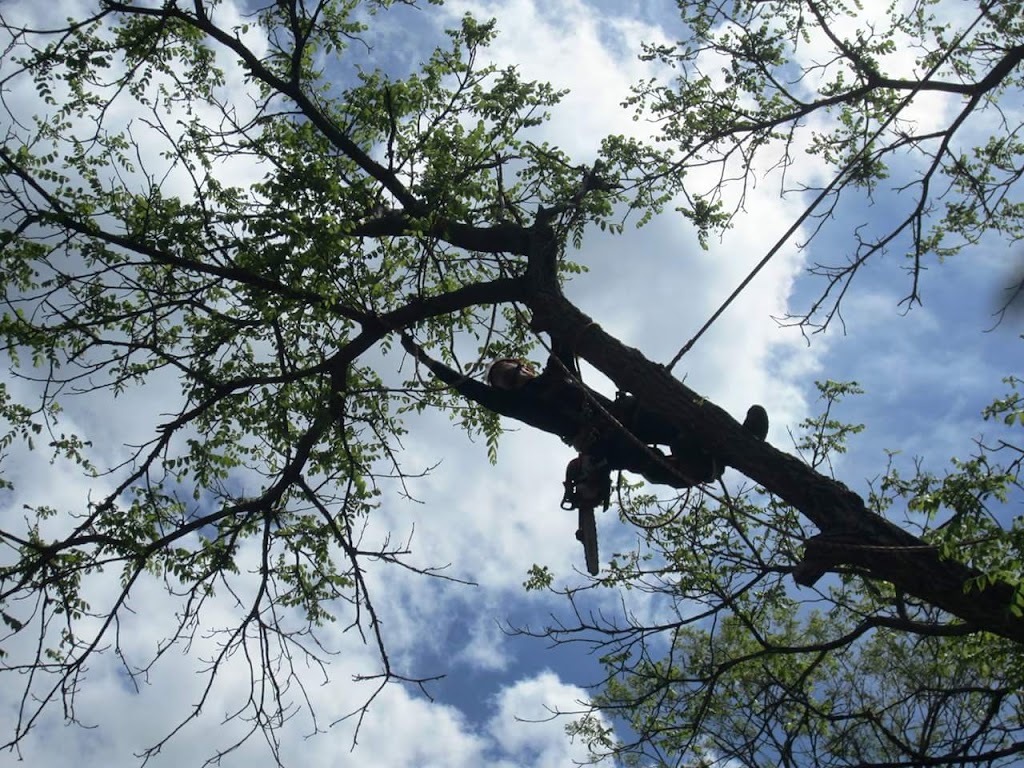 Ascension Arboriculture Elagage | 5941 Rue Lakeview, Rawdon, QC J0K 1S0, Canada | Phone: (514) 686-8011