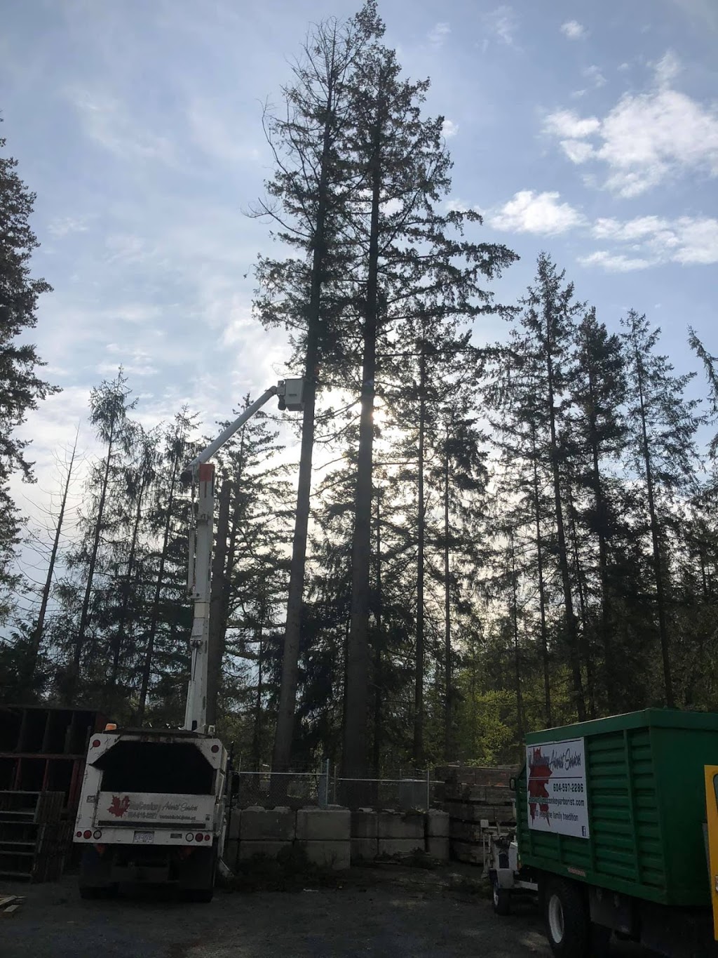 M.Mcconkey Arborist Services Ltd | 34976 Laburnum Ave, Abbotsford, BC V2S 5M7, Canada | Phone: (604) 597-2286