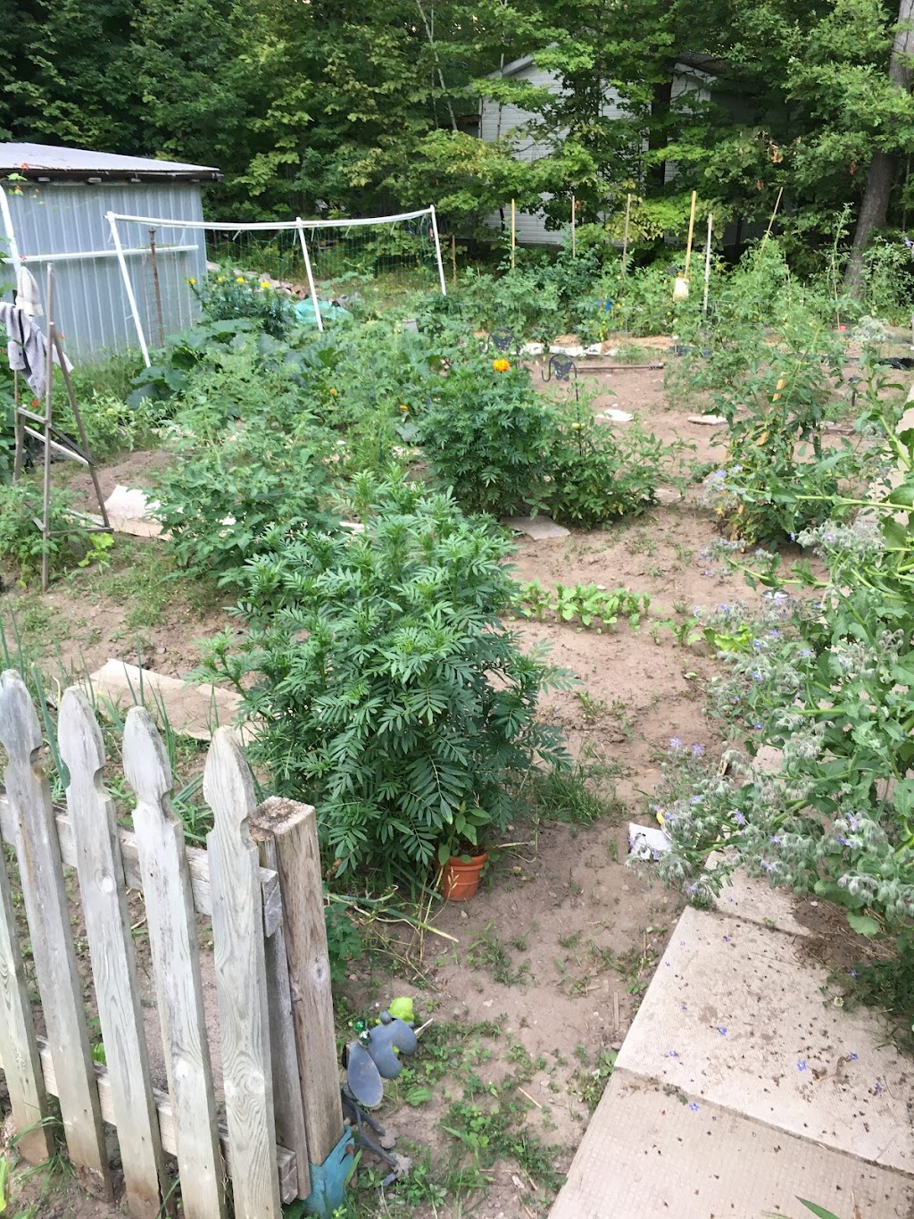 Mountain Road Homestead - Forest and Garden School | 1091 Dickson Rd, Renfrew, ON K7V 3Z4, Canada | Phone: (613) 858-1254