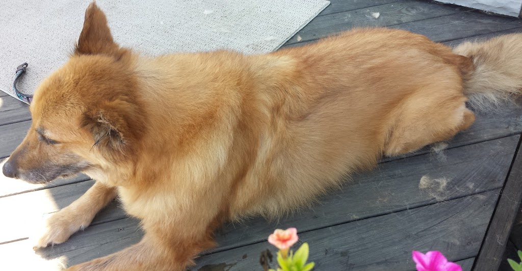 Everything Dogs Halton | 11 Vimy St, Acton, ON L7J 1S2, Canada | Phone: (647) 572-3647