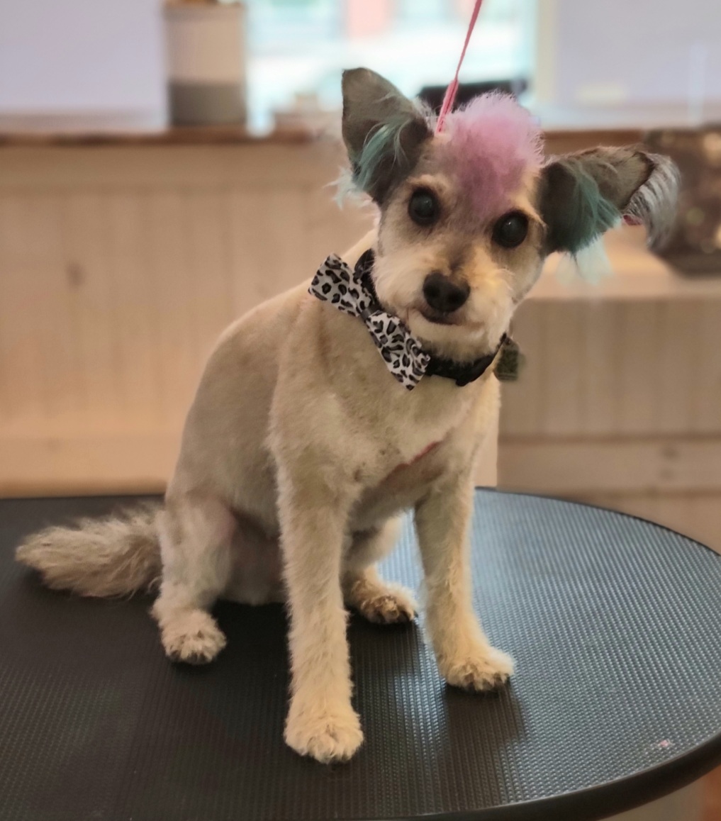 Knotty Dogs Grooming | 30 Roberts St, Ladysmith, BC V9G 1A2, Canada | Phone: (250) 619-0009