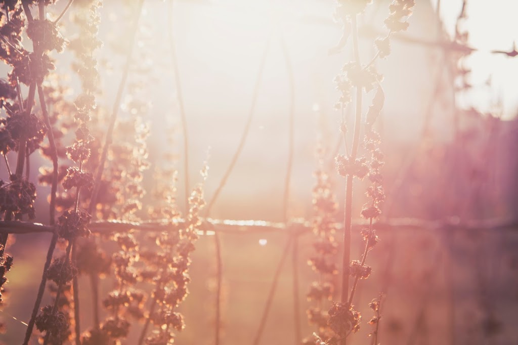 Lucia Gallegos Psychotherapy & Counselling | 2111 Dundas St W, Toronto, ON M6R 1X1, Canada | Phone: (647) 702-1029