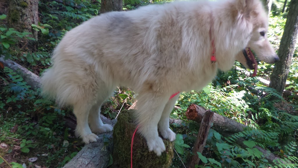 Tender Paws Dog Services | Cobble Hill, BC V0R, Canada | Phone: (250) 510-9258