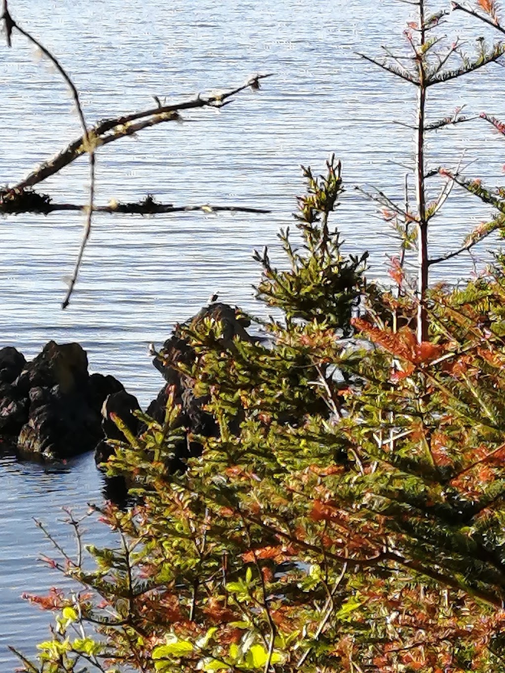Chance Cove Coastal Hiking Trail | 100 Hwy 16, Chance Cove, NL A0B 1K0, Canada | Phone: (709) 460-4151