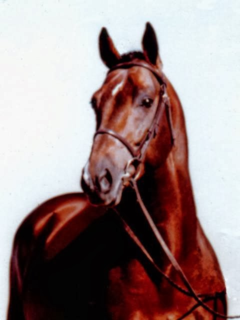 Mirrabook-Rafter 5 Warmbloods | 6380 2A0, Weir Rd, Knutsford, BC V0E 2A0, Canada | Phone: (250) 374-4045