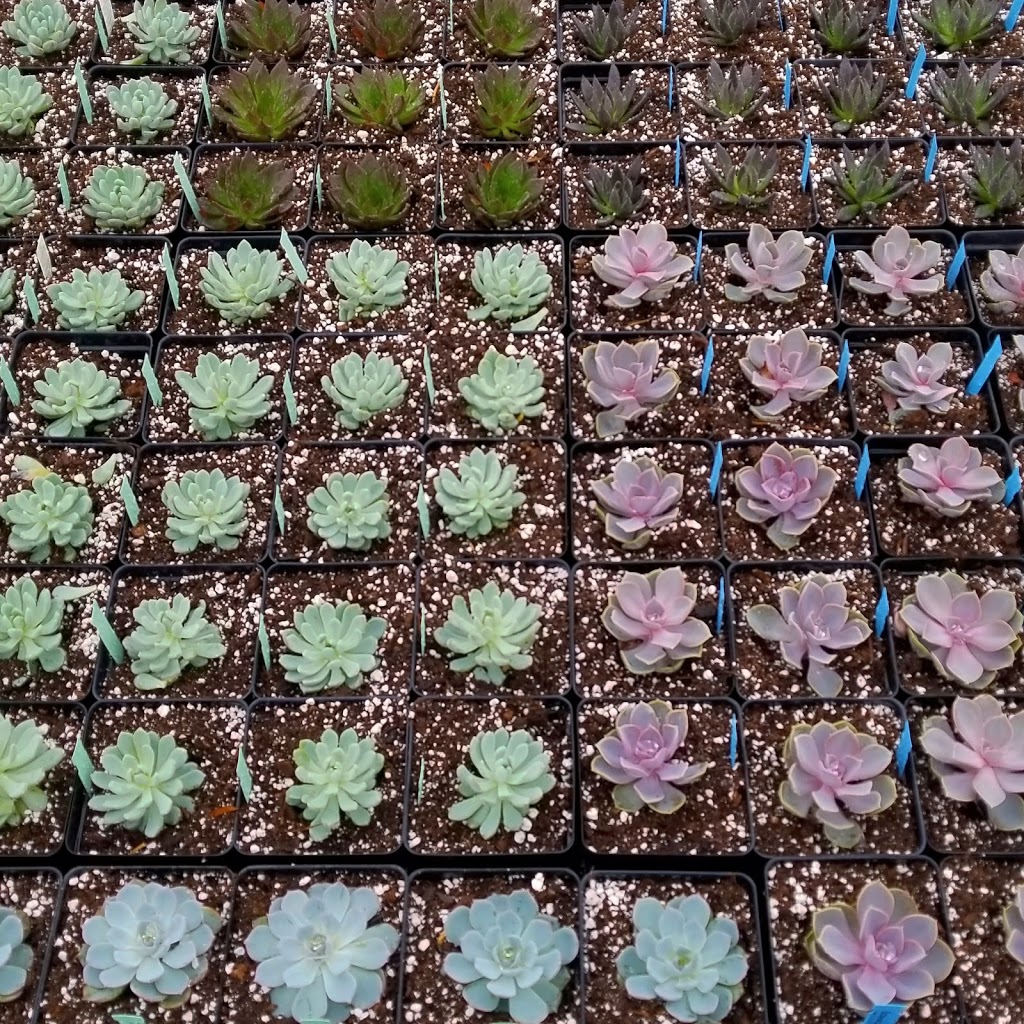 Glenlea Greenhouses | 2715 MB-75, Ste. Agathe, MB R0G 1Y1, Canada | Phone: (204) 882-2626