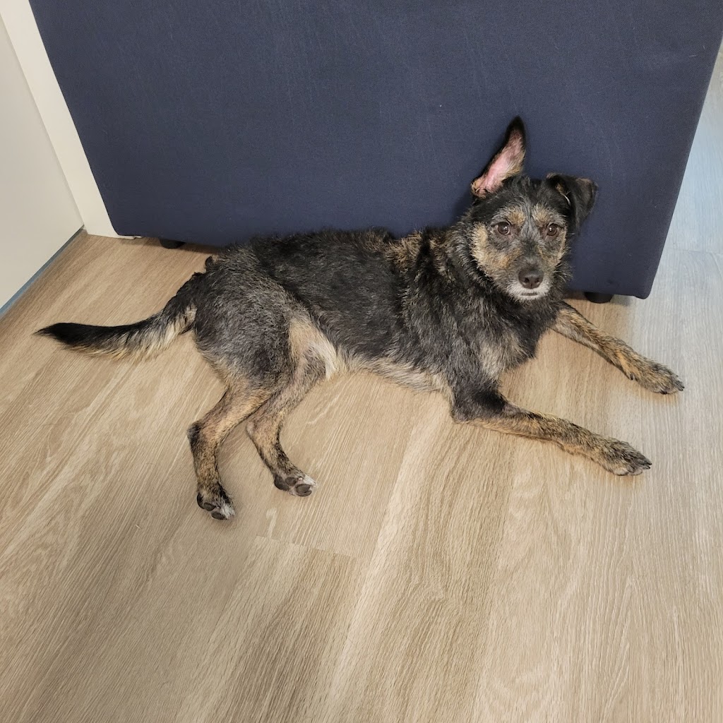 Cute Puppy Grooming Salon | 4498 Southwood St, Burnaby, BC V5J 2G6, Canada | Phone: (778) 878-7788