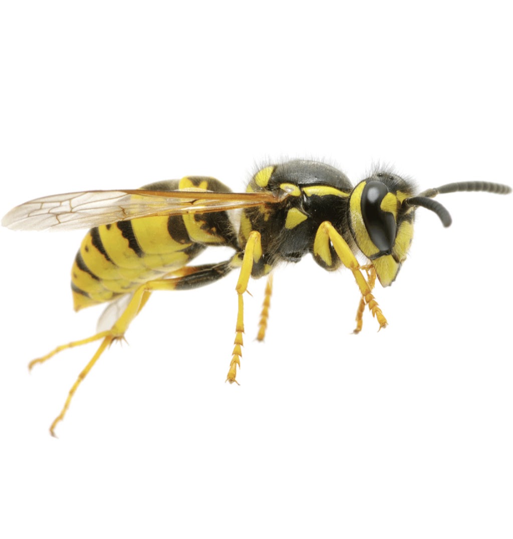 ZAP Extermination | 1386 Allée du Golf, Saint-Raymond, QC G3L 0E7, Canada | Phone: (418) 987-5976