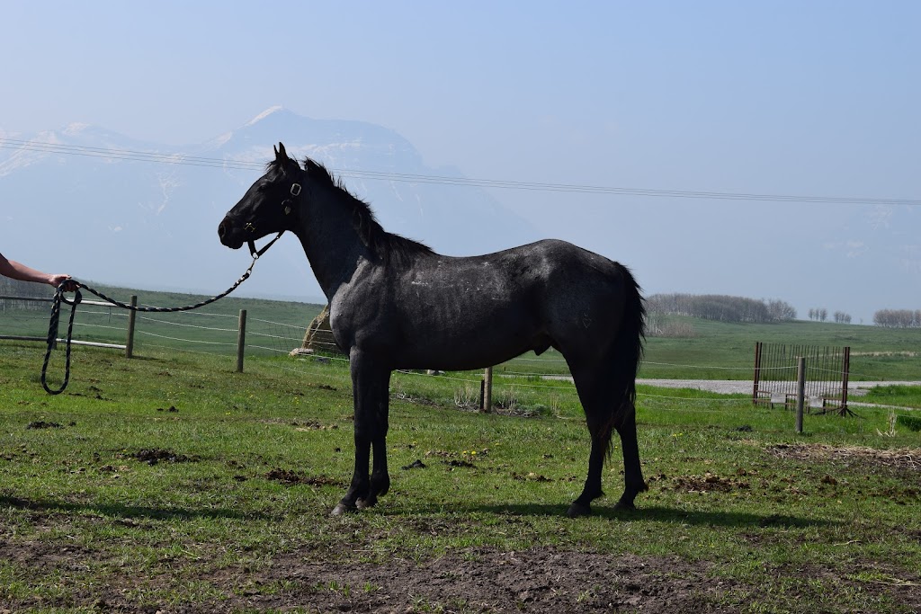 Rocking Heart Ranch Ltd. | Waterton Lakes National Park of Canada, Waterton Park, AB T0K 2M0, Canada | Phone: (403) 894-1005