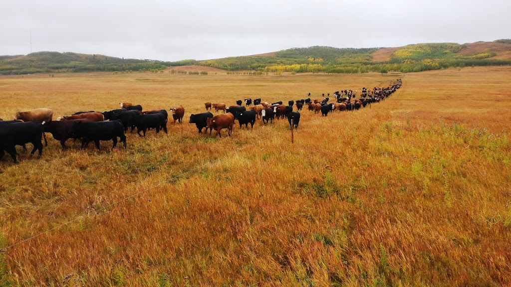 Tullichewan Ranch | Box 130, Black Diamond, AB T0L 0H0, Canada | Phone: (403) 803-9190