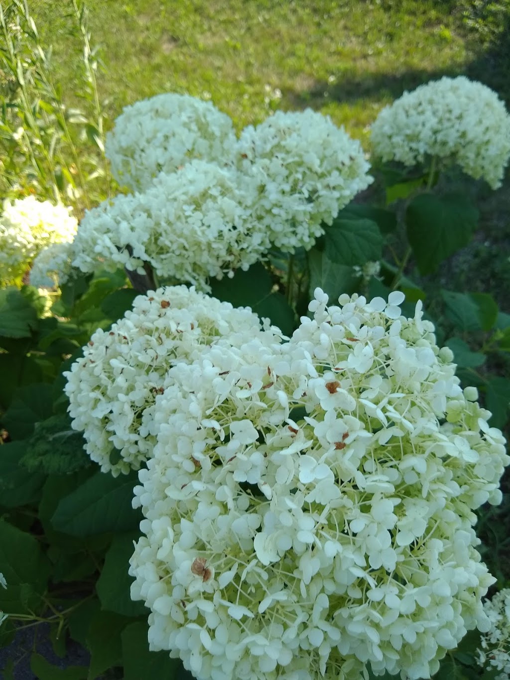 Mary Street Community Garden | 5G9, 1100 Mary St N, Oshawa, ON L1G 5G9, Canada | Phone: (905) 436-3311