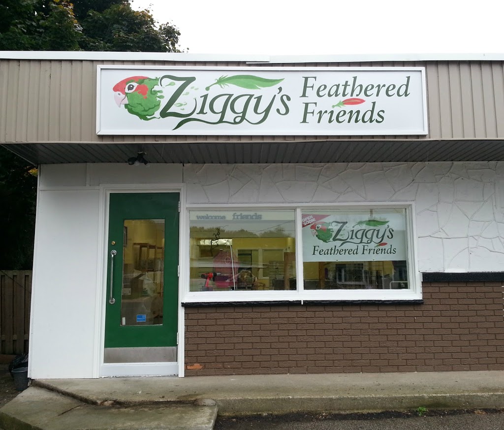 Ziggys Feathered Friends | pet store | 4221 Hamilton Rd, Dorchester, ON N0L 1G3, Canada | 5192680888 OR +1 519-268-0888