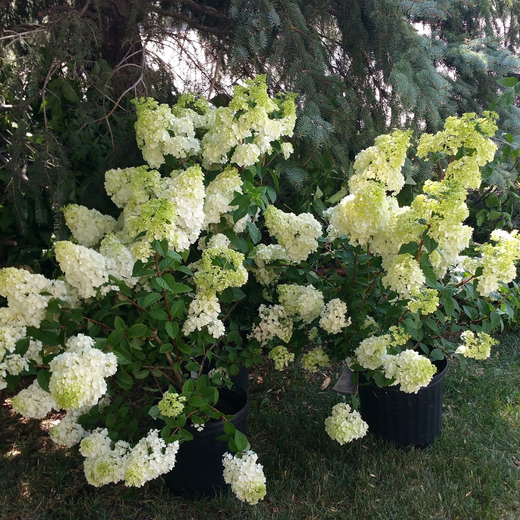 Arbo Flora Flower Shop & Garden Centre | 650 St Annes Rd, Winnipeg, MB R2M 3H1, Canada | Phone: (204) 255-2726
