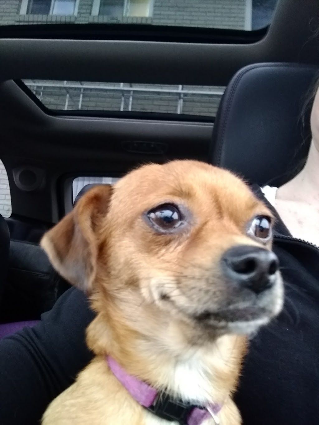 Operation Pets Spay/Neuter | 3443 South Park Ave, Buffalo, NY 14219, USA | Phone: (716) 783-8998