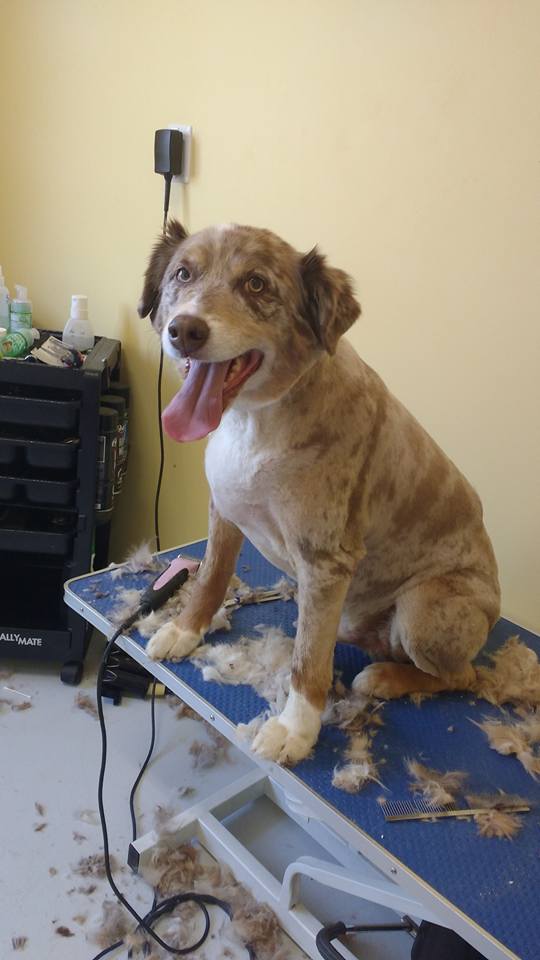 Hazy Daisy Doodles and Poodles Kennels | 5723 NB-880, Dobson Corner, NB E4Z 4B9, Canada | Phone: (506) 708-0553