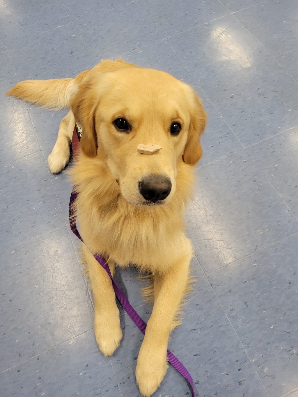 Kindness First K9s | 1174 Kelsey Ct, Oakville, ON L6H 5E3, Canada | Phone: (647) 449-5359
