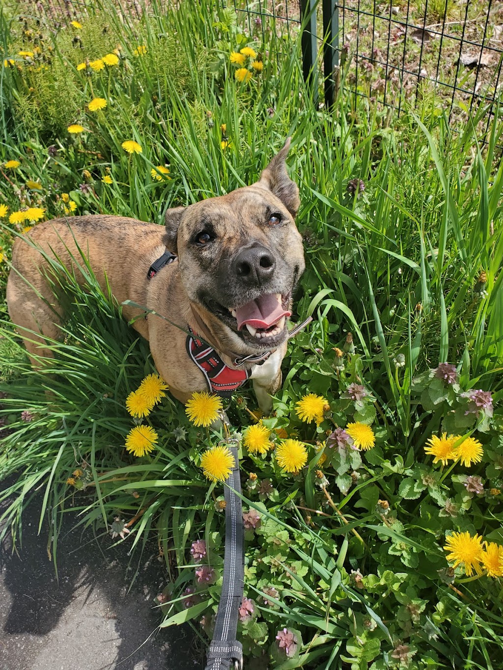 Stay Pawsitive Pet Services | 2460 Kelly Ave, Port Coquitlam, BC V3C 0E3, Canada | Phone: (778) 987-1366