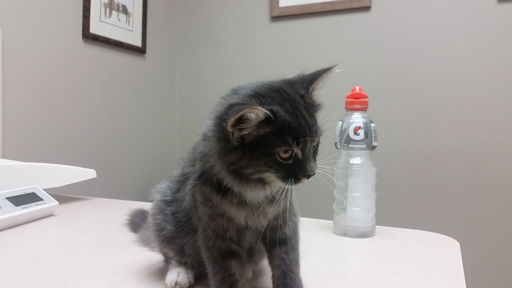 Chartwell Veterinary Clinic | 2375 Brimley Rd #6, Scarborough, ON M1S 1K6, Canada | Phone: (416) 291-2364