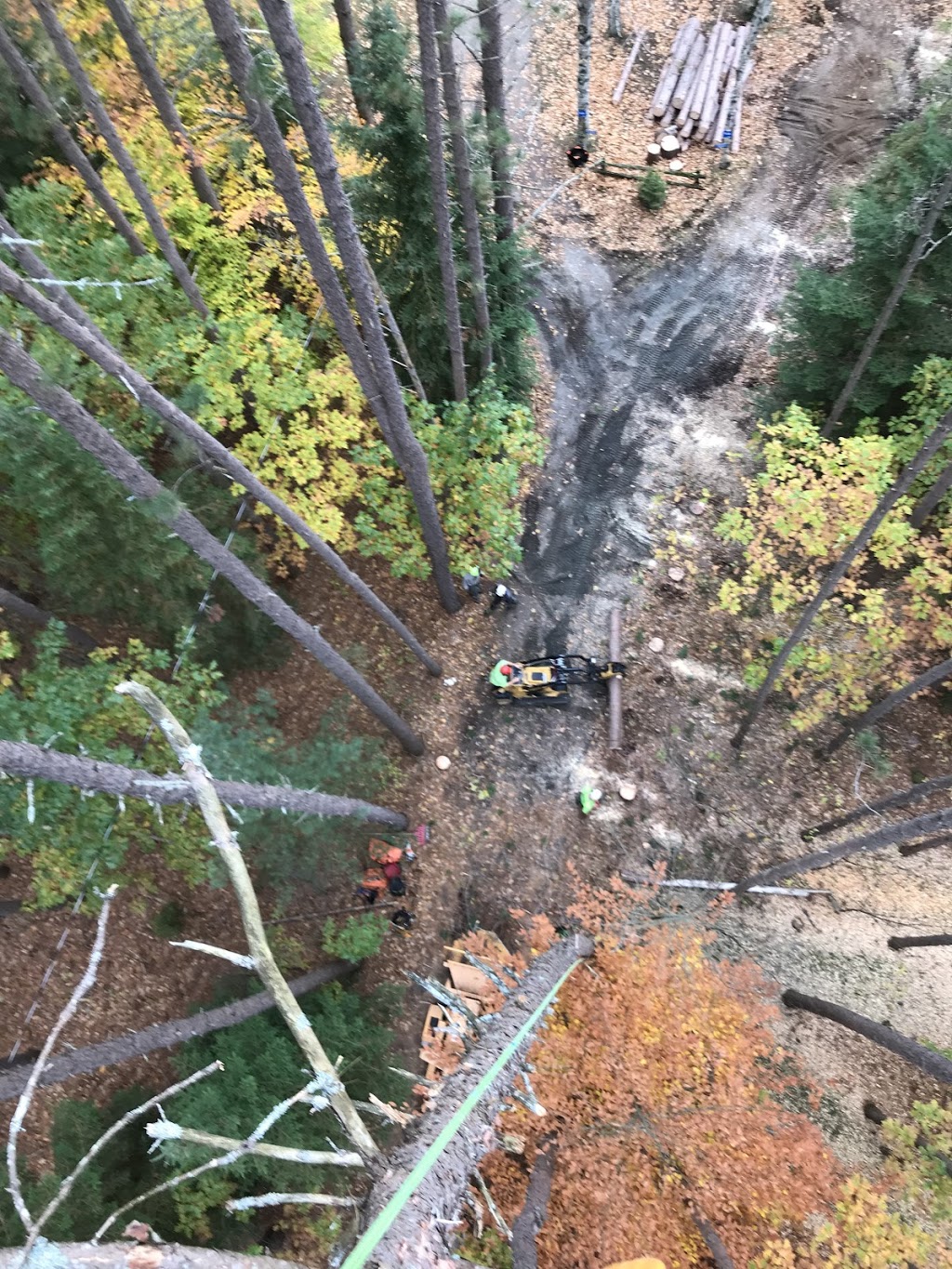 ArborView Tree Care | 1082 Kelson Rd, Minden, ON K0M 2K0, Canada | Phone: (705) 455-2008