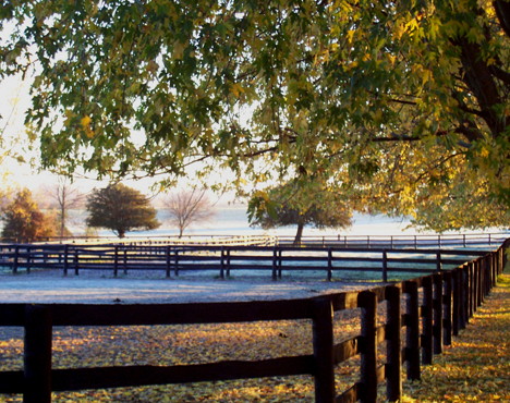 Stonecroft Equine | 19940 McCowan Rd, Mount Albert, ON L0G 1M0, Canada | Phone: (416) 660-9775