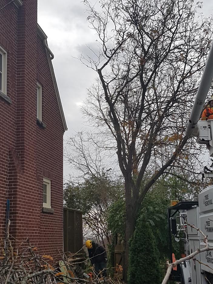 Beauregard Tree Service | 55 River Rd, Brantford, ON N3T 5L6, Canada | Phone: (519) 756-3489