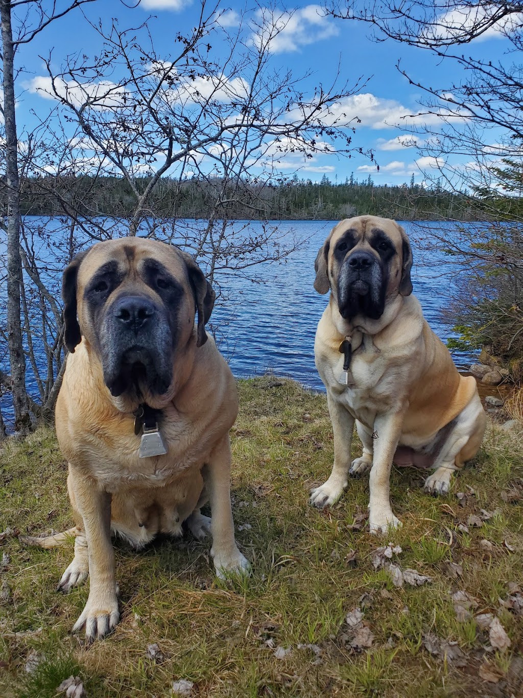 Kenzies K9s On The Shore | 57 Stella Dr, Porters Lake, NS B0J 1N0, Canada | Phone: (902) 281-2440
