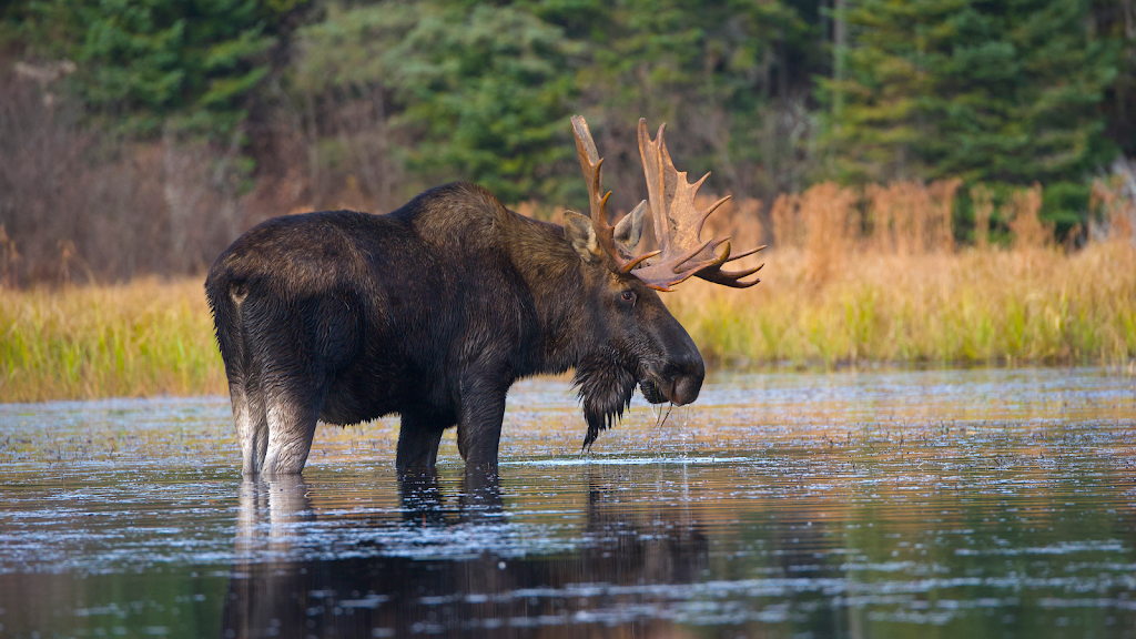 Canadian Adventure Expeditions | 1148 Dwight Beach Rd, Dwight, ON P0A 1H0, Canada | Phone: (705) 571-3007