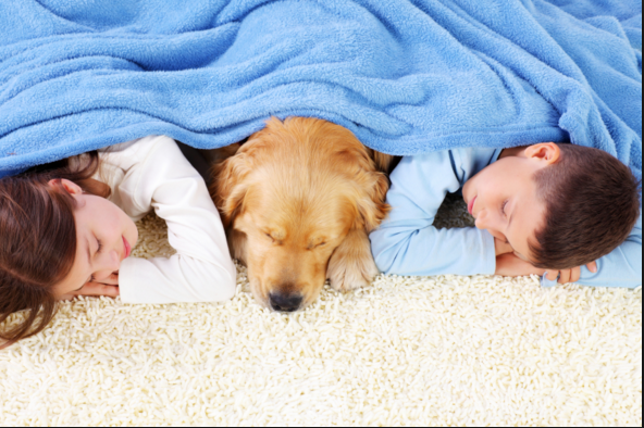 Terrific Carpet Cleaning | 4040 Blackfoot Trail SE #65a, Calgary, AB T2G 4E6, Canada | Phone: (587) 800-3667
