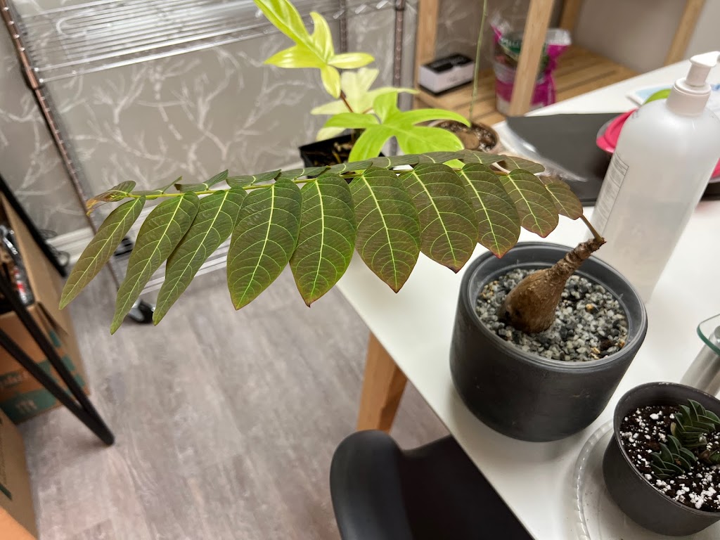 veryplants | 29 Rue Sainte-Anne, Sainte-Anne-de-Bellevue, QC H9X 1L2, Canada | Phone: (514) 500-2232