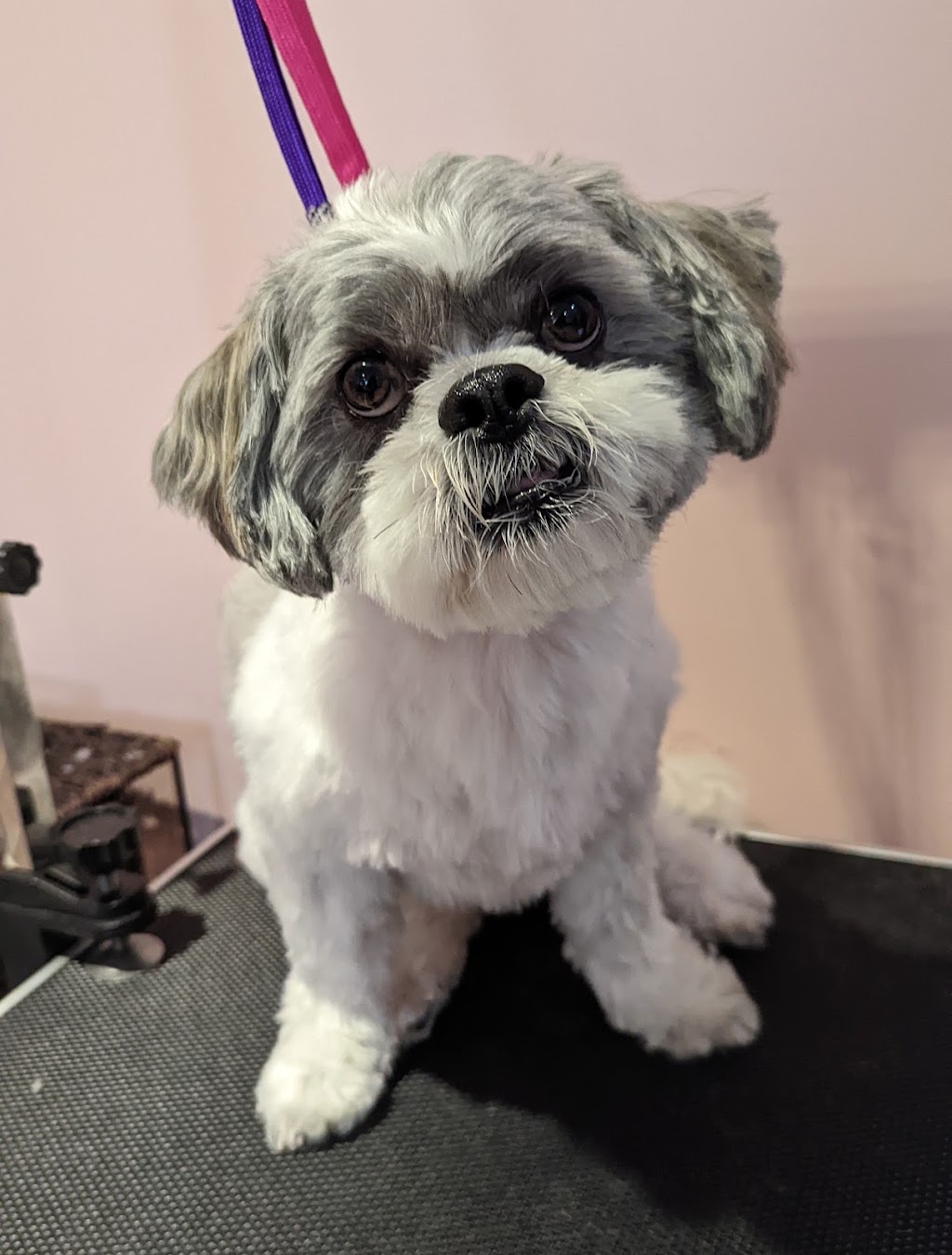 Silky Styles Grooming | 36 Trinity Crescent, Whitby, ON L1N 6L2, Canada | Phone: (416) 428-5601