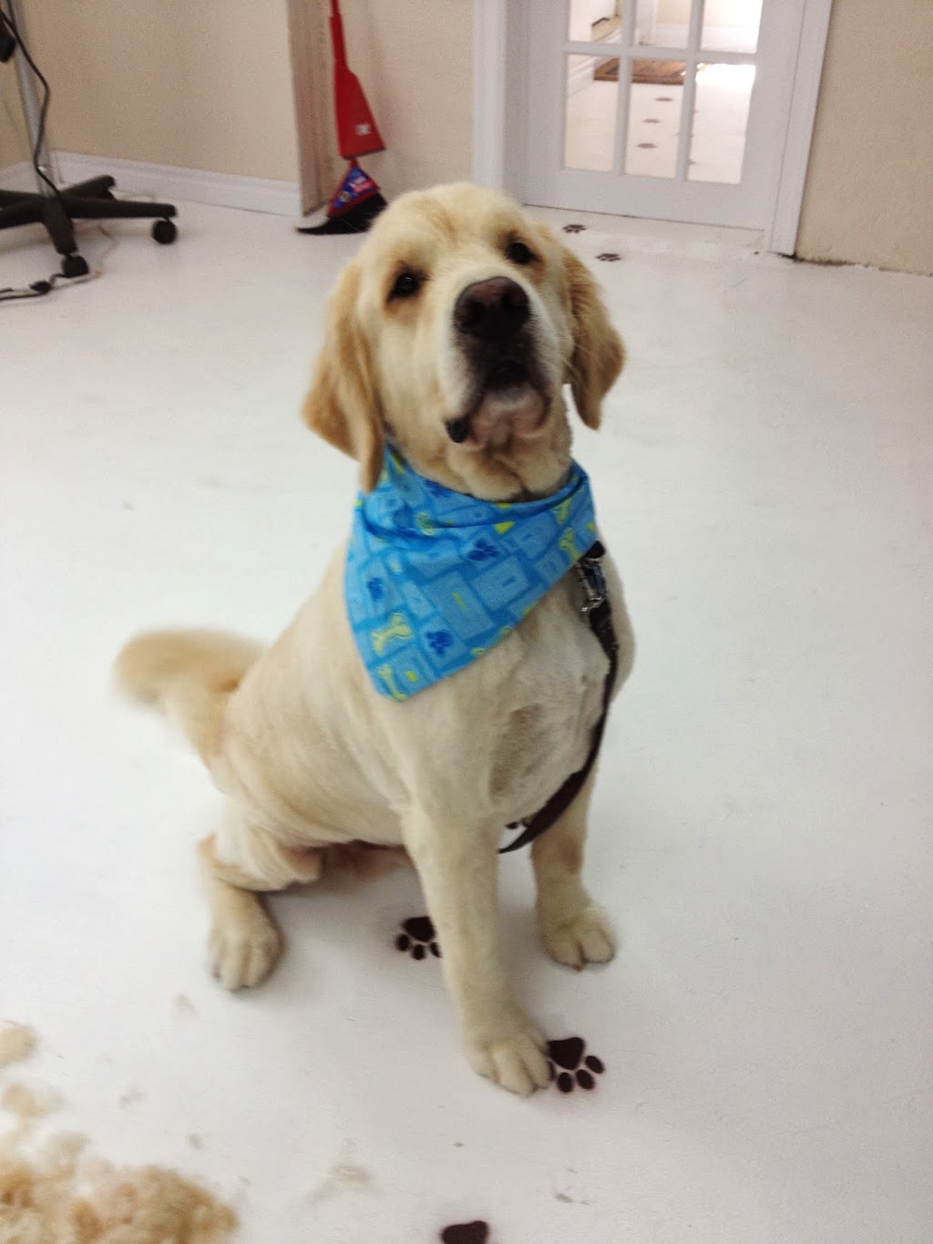 Four Muddy Paws Grooming | 1575 NS-325, Chelsea, NS B4V 7L6, Canada | Phone: (902) 685-3374