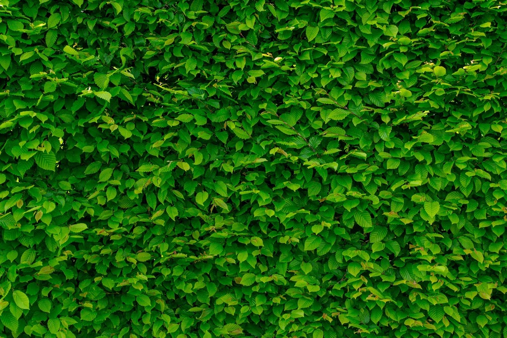 Verdant Counselling | 3633 Deal St, Halifax, NS B3N 2Y6, Canada | Phone: (902) 932-9759