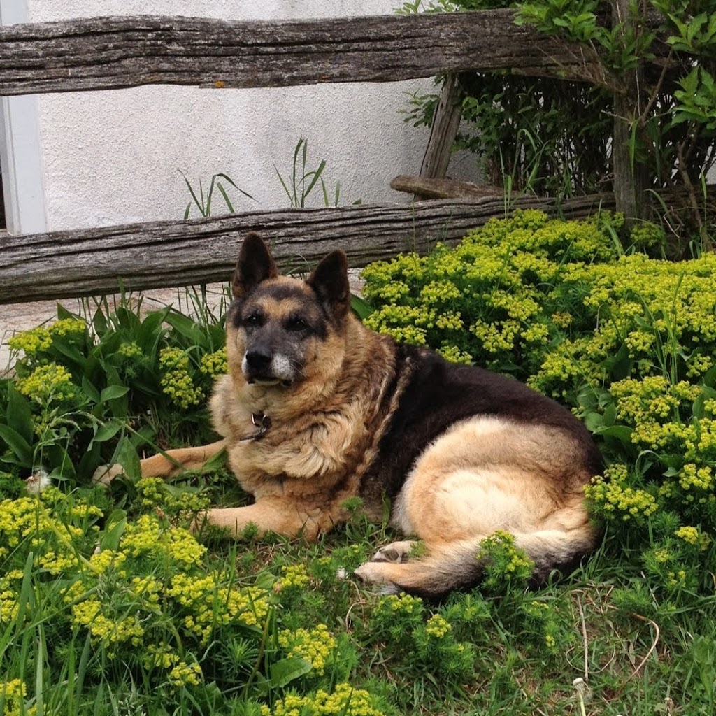 Animal Clinic Of Brooklin | 105 Winchester Rd W, Whitby, ON L1M 1B5, Canada | Phone: (905) 655-3811