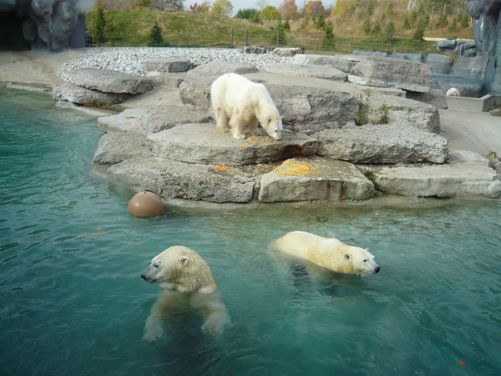 Polar Bear Exhibit | 2000 Meadowvale Rd, Scarborough, ON M1B 5K7, Canada | Phone: (416) 392-5929