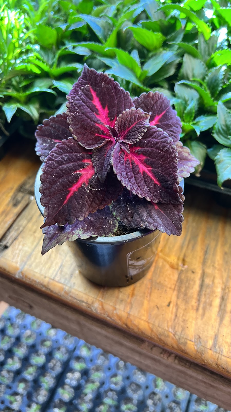 Kastle Gardens Greenhouse | 95054 Range Road 15-5, Taber, AB, Canada T0K, Taber, AB T1G 2C6, Canada | Phone: (403) 651-6736
