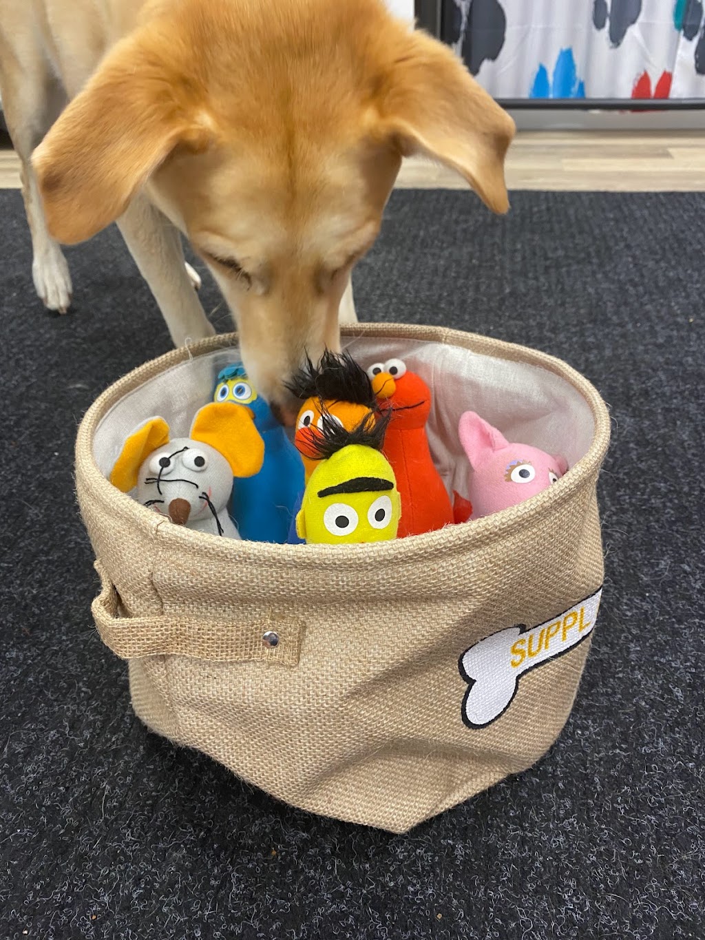 Puzzle Dog | 37 Lakewood Drive Extension, Newport, NS B0N 2A0, Canada | Phone: (902) 229-2335