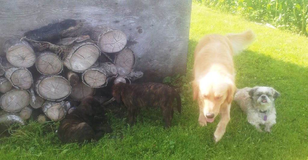 Aunt Wendys Home Dog Boarding | 8443 Heritage Line, Wallaceburg, ON N8A 4L3, Canada | Phone: (519) 401-3180
