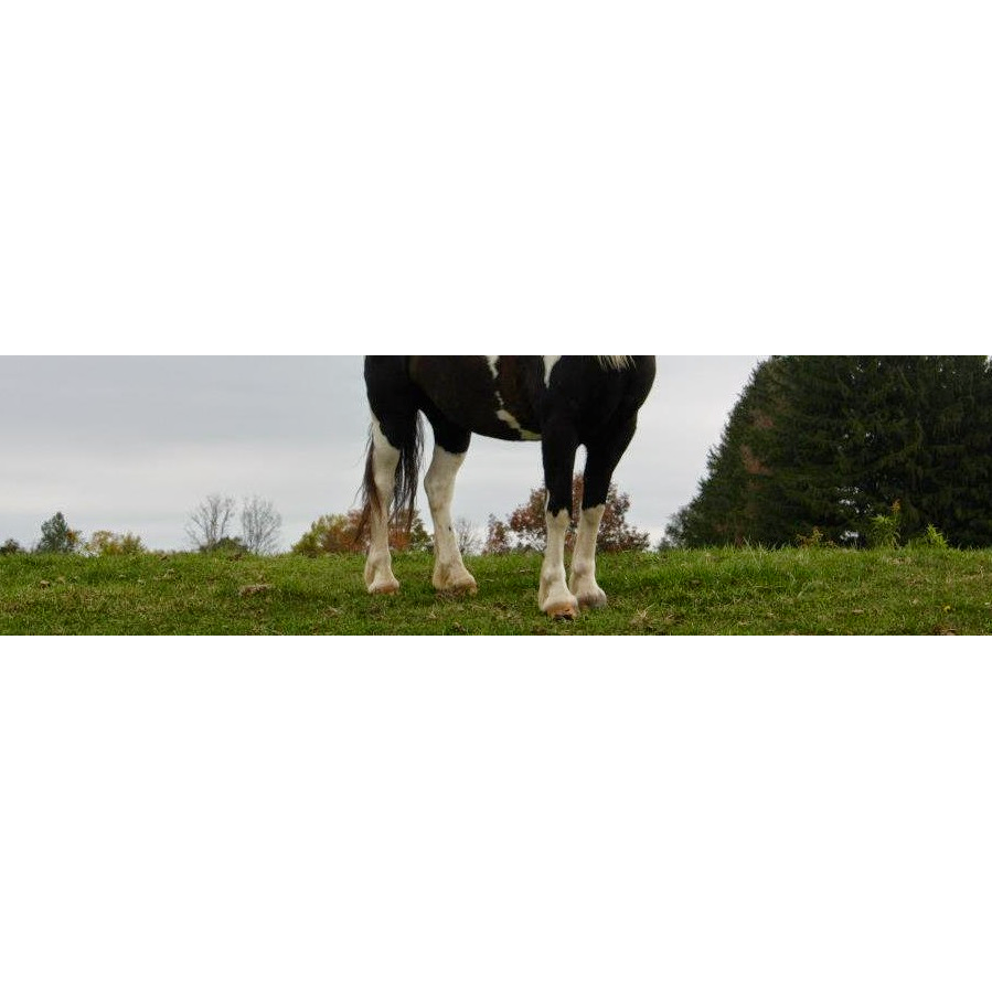Heels Down Equestrian Centre | 233 Century Farm Rd, Janetville, ON L0B 1K0, Canada | Phone: (905) 854-5771