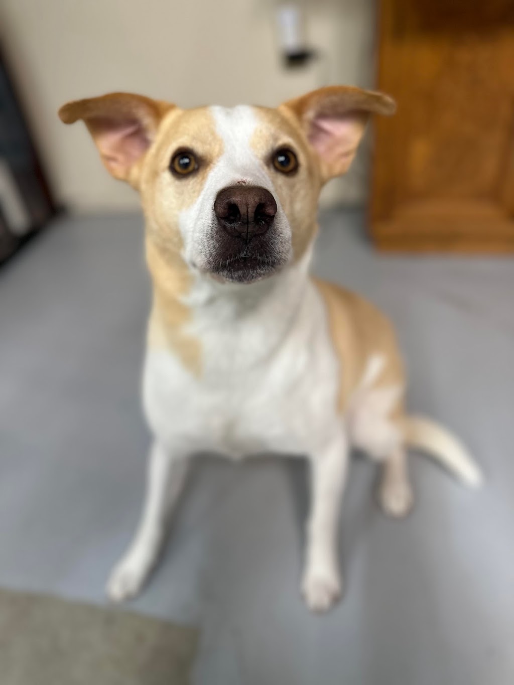 Pawsitive Pet Salon | 3422 Rd 164, Fullarton, ON N0K 1H0, Canada | Phone: (226) 220-2437