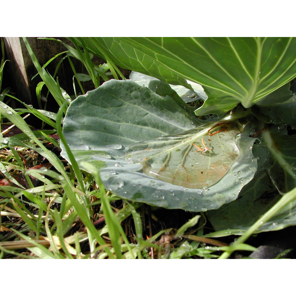 Rainwater BC | 3295 Compton Rd, Victoria, BC V9E 1C8, Canada | Phone: (250) 818-7986