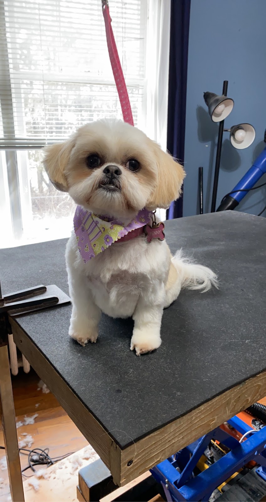 Nail to Tail pet grooming | 1334 Armour Rd, Peterborough, ON K9H 0E2, Canada | Phone: (705) 745-2581