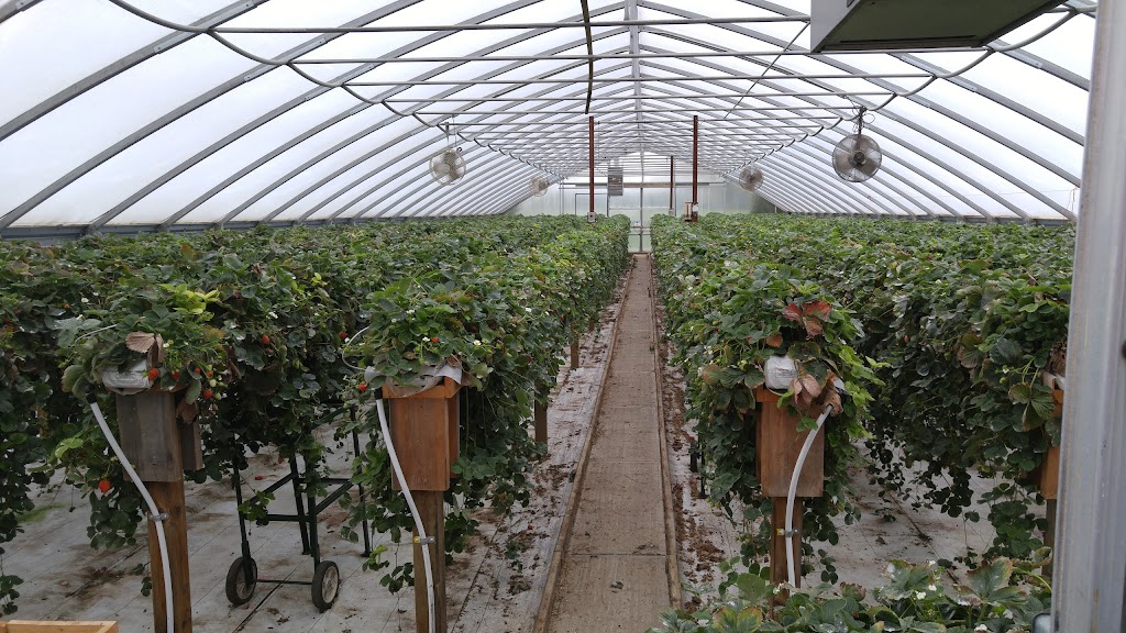 Son in Law Produce Ltd. | 225754 Otterville Rd, Otterville, ON N0J 1R0, Canada | Phone: (519) 410-6383