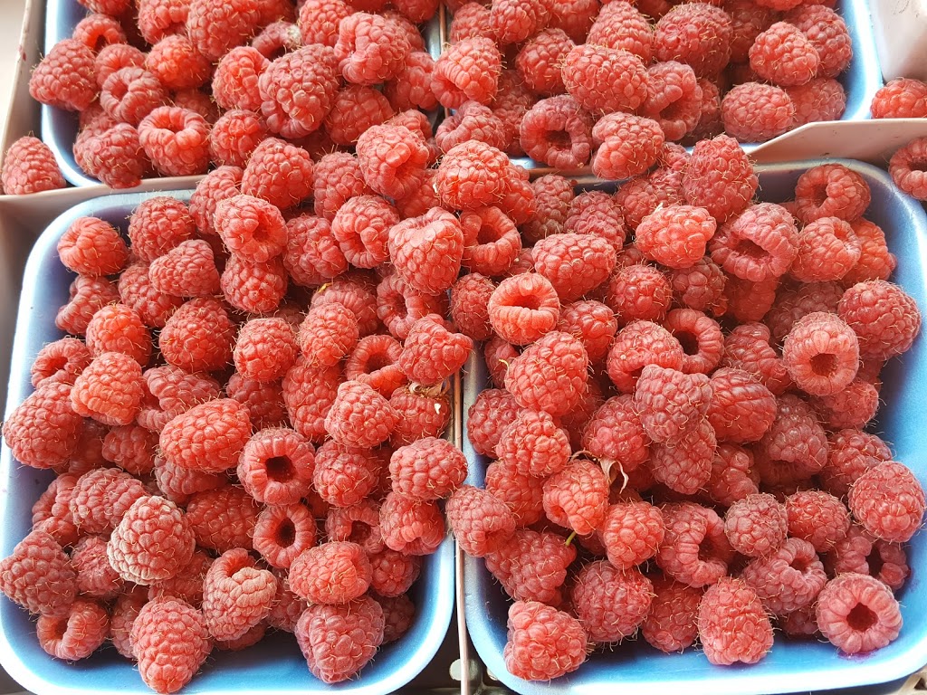 Takhar Berry Farms | 539 Short Rd, Abbotsford, BC V2S 8A8, Canada | Phone: (778) 551-2097