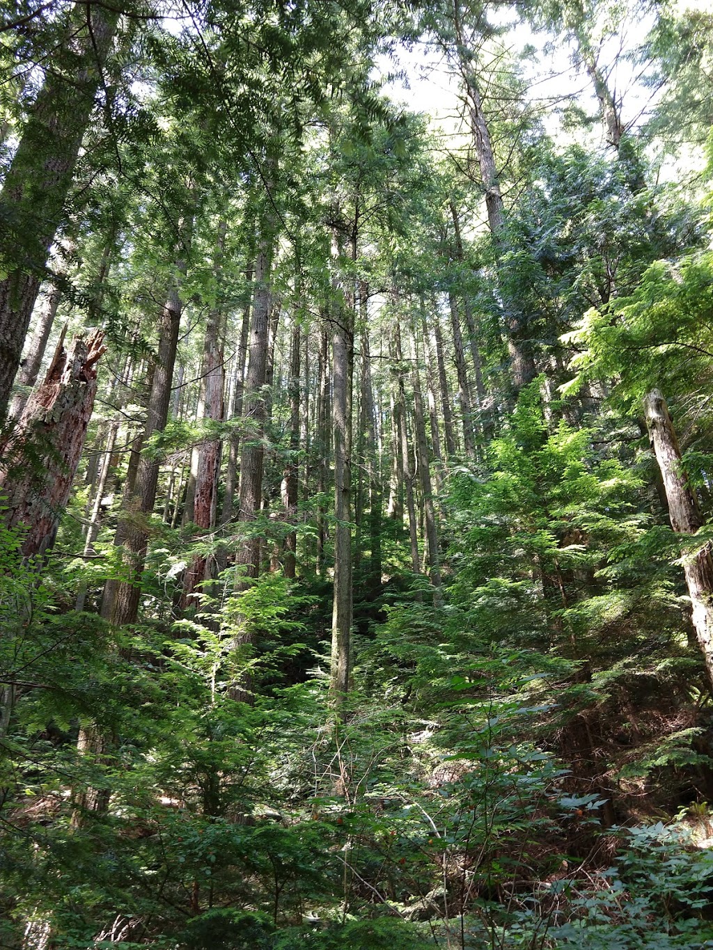 Cedar Lake Overlook | Bellingham, WA 98229, USA