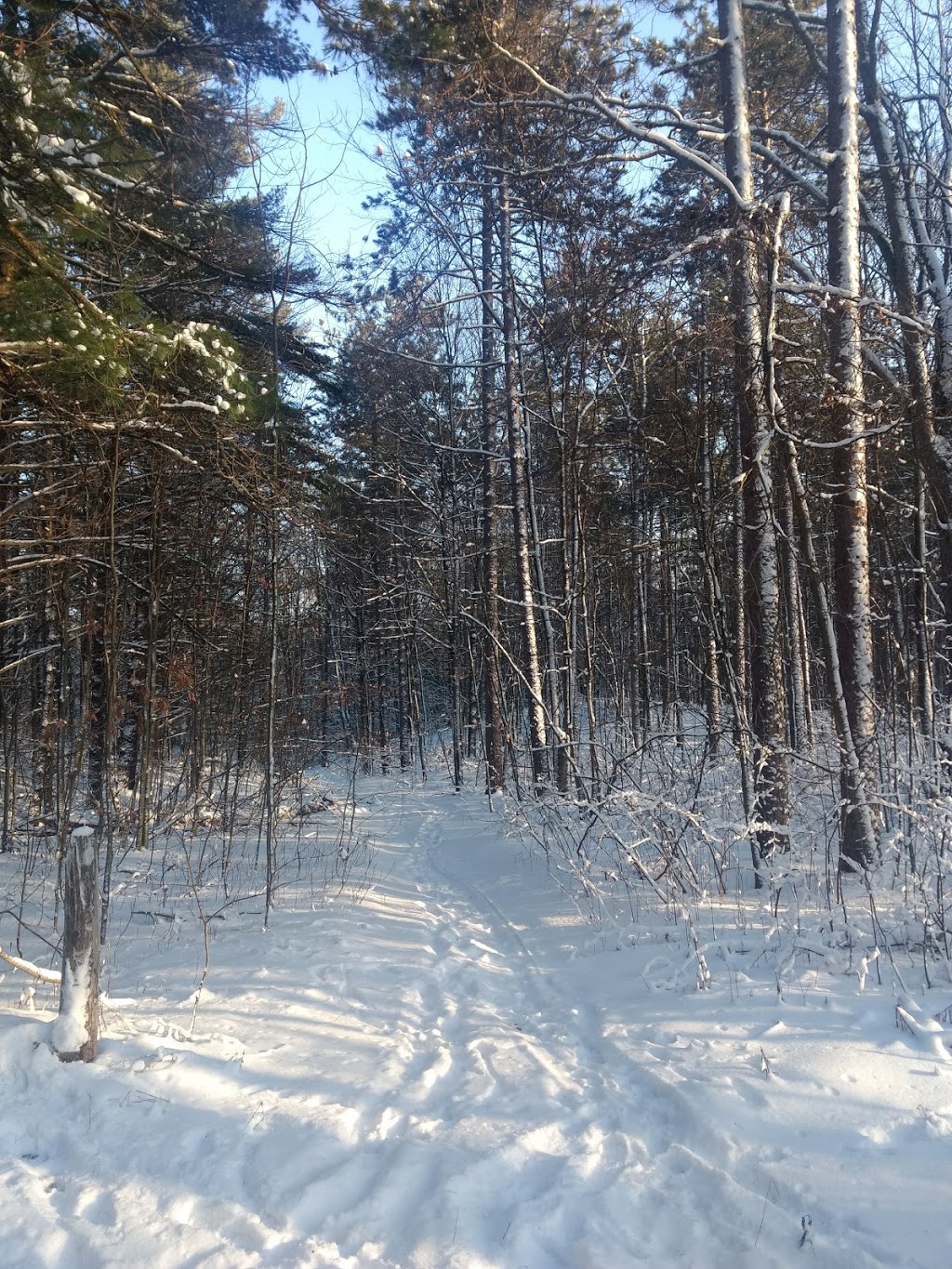 Northumberland County Forest - Morris Rd. Parking | 6607 45, Baltimore, ON K0K 1C0, Canada | Phone: (905) 372-3329 ext. 2303